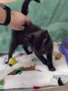 Finn -  Domestic Short Hair Cat for Adoption in Westland, Michigan - Finn | PetCurious