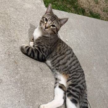 Domestic Short Hair Cats Available for Adoption - Slushy | PetCurious