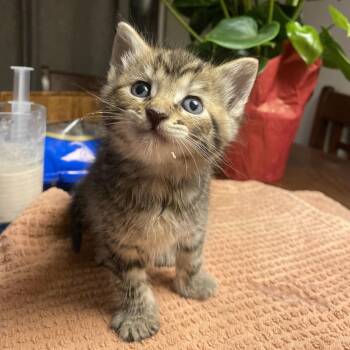 Rescue Domestic Short Hair Cats for Adoption in Los Angeles, California - Trudy Departed | PetCurious