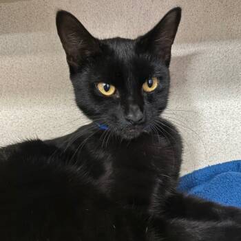 Rescue Domestic Short Hair Cats for Adoption in Lakeland, Florida - Rusty | PetCurious