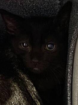 Coach Ripper -  Domestic Short Hair Cat for Adoption in Daytona Beach, Florida - Coach Ripper | PetCurious