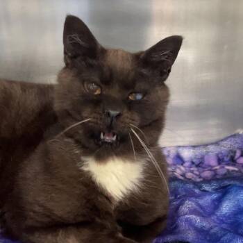 Rusty -  Domestic Short Hair Cat for Adoption in Fairmont, West Virginia - Rusty | PetCurious