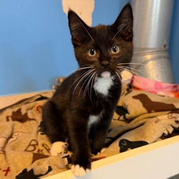 Walnut -  Domestic Short Hair Cat for Adoption in Mankato, Minnesota - Walnut | PetCurious