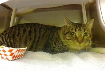 MIKE EHRMANTRAUT -  Domestic Short Hair Cat for Adoption in Omaha, Nebraska - MIKE EHRMANTRAUT | PetCurious