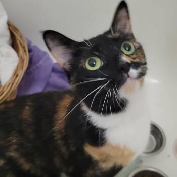 Calico and Domestic Short Hair Cats Available for Adoption in Gladstone, Oregon - Ashley | PetCurious