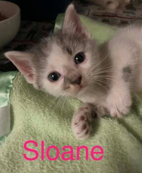 Domestic Long Hair Cats Available for Adoption in Princeton, Indiana - Sloane | PetCurious