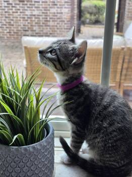 Rhianna -  Domestic Short Hair Cat for Adoption in The Woodlands, Texas - Rhianna | PetCurious