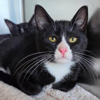 Haley -  Domestic Short Hair Cat for Adoption in Asheville, North Carolina - Haley | PetCurious