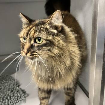 Willa -  Domestic Long Hair Cat for Adoption in Oneonta, New York - Willa | PetCurious