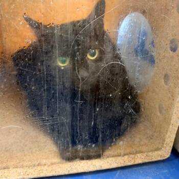 Chilingdrina -  Domestic Short Hair Cat for Adoption in Philadelphia, Pennsylvania - Chilingdrina | PetCurious