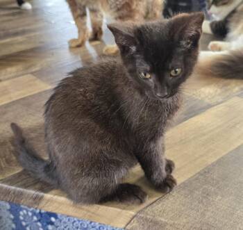 Rescue Domestic Short Hair Cats for Adoption in Carthage, New York - Peanut | PetCurious