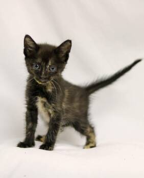 Lollipop -  Domestic Short Hair Cat for Adoption in Denver, Colorado - Lollipop | PetCurious