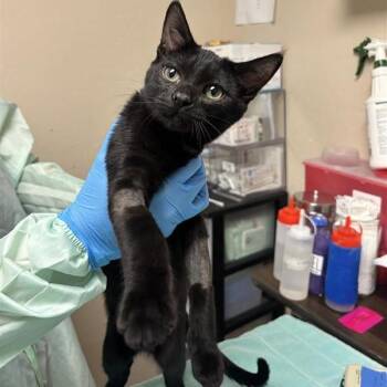 Beans -  Domestic Short Hair Cat for Adoption in Tempe, Arizona - Beans | PetCurious