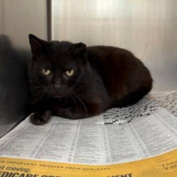 Domestic Short Hair Cats Available for Adoption in Corpus Christi, Texas - Gobby | PetCurious