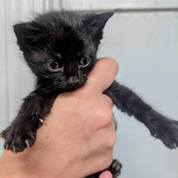 Smoky Quartz -  Domestic Short Hair Cat for Adoption in Huntsville, Arkansas - Smoky Quartz | PetCurious