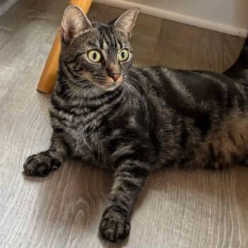 Angle -  Domestic Short Hair Cat for Adoption in Portland, Maine - Angle | PetCurious