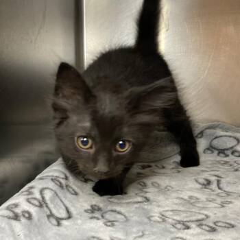 Sardonyx -  Domestic Short Hair Cat for Adoption in Roanoke, Virginia - Sardonyx | PetCurious