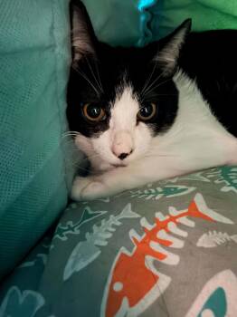 Ghost Pepper -  Domestic Short Hair Cat for Adoption in Lincoln, California - Ghost Pepper | PetCurious