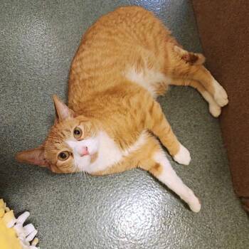 Domestic Short Hair Cats Available for Adoption - Escobar | PetCurious