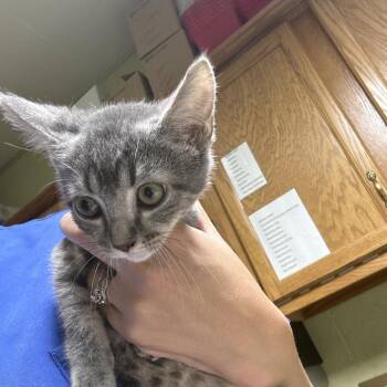 Grayson -  Domestic Short Hair Cat for Adoption in Lewisburg, West Virginia - Grayson | PetCurious