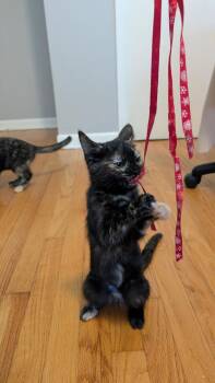 Barb -  Domestic Short Hair Cat for Adoption in Wheaton, Illinois - Barb | PetCurious