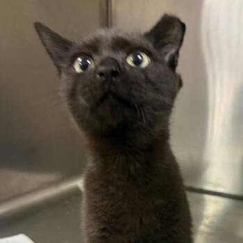 Shadow -  Domestic Short Hair Cat for Adoption in Canton, North Carolina - Shadow | PetCurious