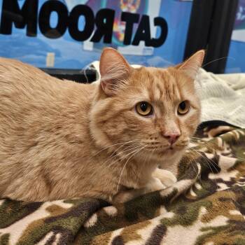 Domestic Medium Hair Cats Available for Adoption - Simba | PetCurious