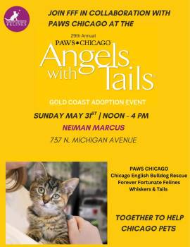 AAA ADOPTION EVENT Angels with Tails -  Domestic Long Hair Cat Available for Adoption in Chicago, Illinois - AAA ADOPTION EVENT Angels With Tails | PetCurious