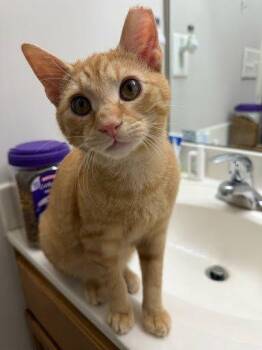 Cheeto -  Domestic Short Hair Cat for Adoption in Raleigh, North Carolina - Cheeto | PetCurious