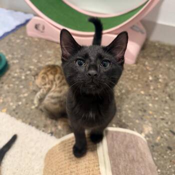 Blackberry -  Domestic Short Hair Cat for Adoption in Louisville, Kentucky - Blackberry | PetCurious