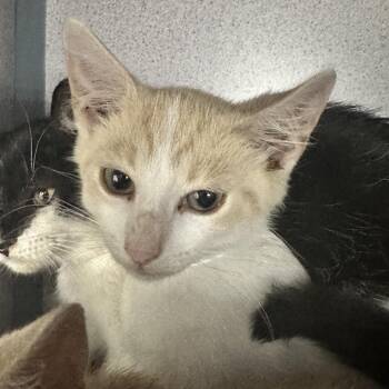 Chai -  Domestic Short Hair Cat for Adoption in Evansville, Indiana - Chai | PetCurious