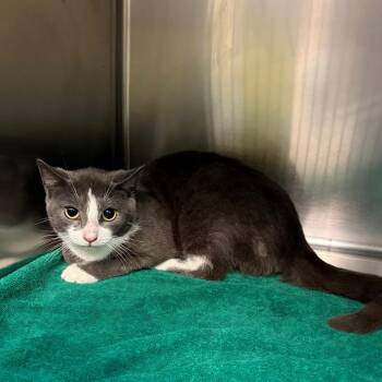 Steelix -  Domestic Short Hair Cat for Adoption in Newark, New Jersey - Steelix | PetCurious
