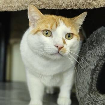 Nemo -  Domestic Short Hair Cat for Adoption in Lakewood, Colorado - Nemo | PetCurious