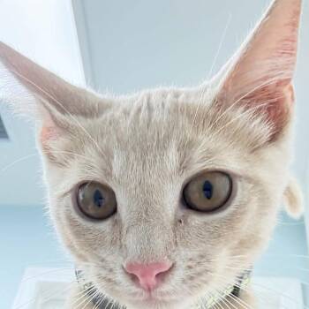 Pumpkin -  Domestic Short Hair Cat for Adoption in Bentonville, Arkansas - Pumpkin | PetCurious
