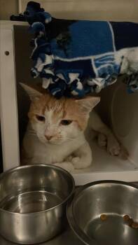 Sweet Potato Pie -  Domestic Short Hair Cat for Adoption in Austin, Texas - Sweet Potato Pie | PetCurious