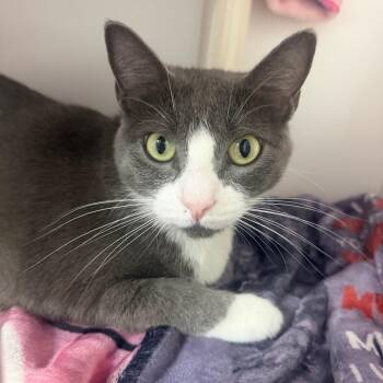 Mila -  Domestic Short Hair Cat for Adoption in Clearwater, Florida - Mila | PetCurious