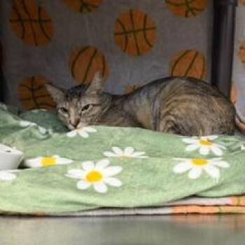 Suede -  Domestic Short Hair Cat for Adoption in Las Vegas, Nevada - Suede | PetCurious