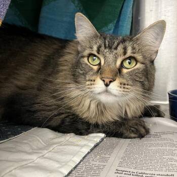 Kit Kat -  Domestic Long Hair Cat for Adoption in Pittsburgh, Pennsylvania - Kit Kat | PetCurious