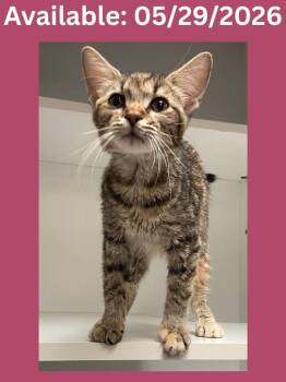 Cat Condo #3 -  Domestic Short Hair and Mixed Breed Cat Available for Adoption in Greenville, Texas - Cat Condo #3 | PetCurious