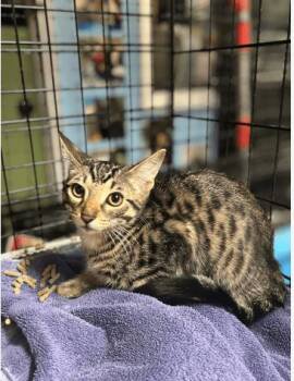 Rescue Domestic Short Hair Cats for Adoption in Chicago, Illinois - Catan | PetCurious