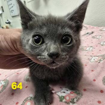 Vladimir -  Domestic Short Hair Cat for Adoption in Los Angeles, California - Vladimir | PetCurious