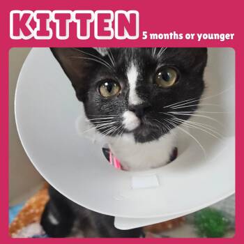 Venus -  Domestic Short Hair Cat for Adoption in Gainesville, Florida - Venus | PetCurious