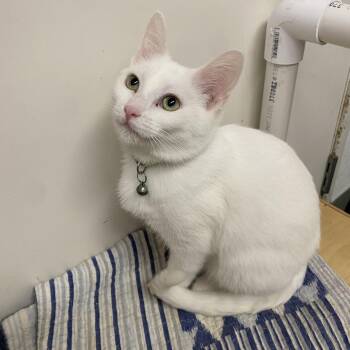 Duke -  Domestic Short Hair Cat for Adoption in Westminster, California - Duke | PetCurious