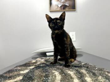 Pumpkin (Bobtail) -  Domestic Short Hair Cat for Adoption in Mobile, Alabama - Pumpkin (Bobtail) | PetCurious