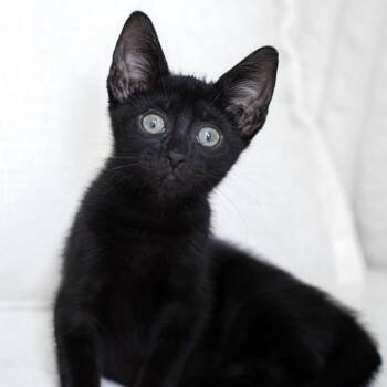 Freddy -  Domestic Short Hair Cat for Adoption in Pompano Beach, Florida - Freddy | PetCurious