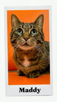 Maddy -  Domestic Short Hair Cat for Adoption in Caistor Centre, Ontario - Maddy | PetCurious