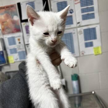 Domestic Short Hair Cats Available for Adoption - Mars | PetCurious