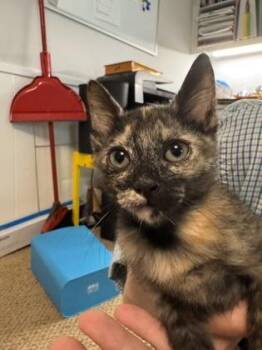 Gemini -  Domestic Short Hair Cat for Adoption in Fort Worth, Texas - Gemini | PetCurious