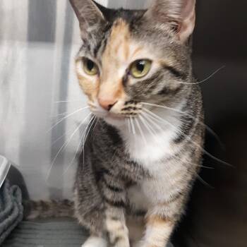 Rosie -  Domestic Short Hair Cat for Adoption in Spokane, Washington - Rosie | PetCurious