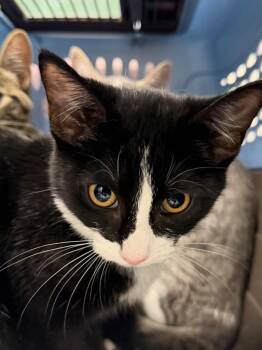 Nutritional Yeast -  Domestic Short Hair Cat for Adoption in Pomona, New York - Nutritional Yeast | PetCurious